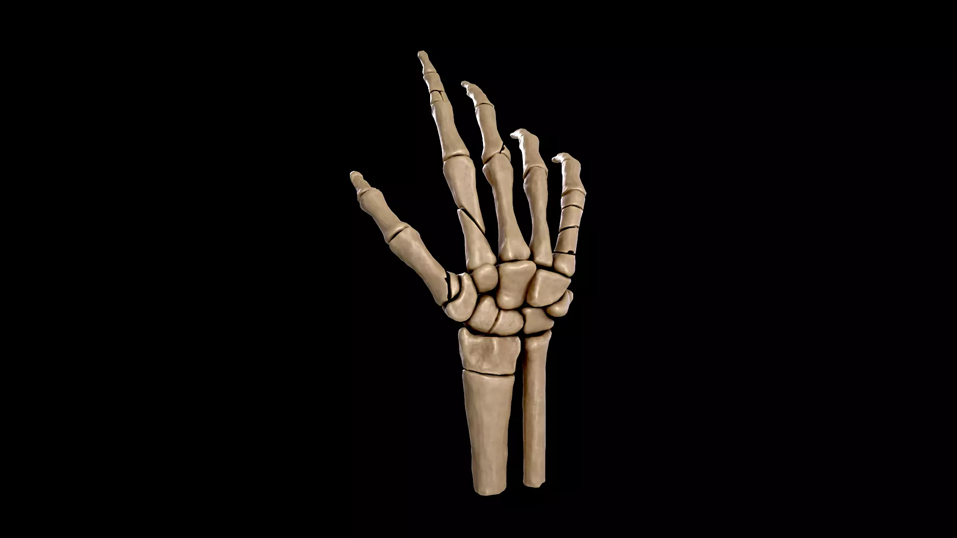 Anatomy of a hand fractures Low-poly 3D model_0