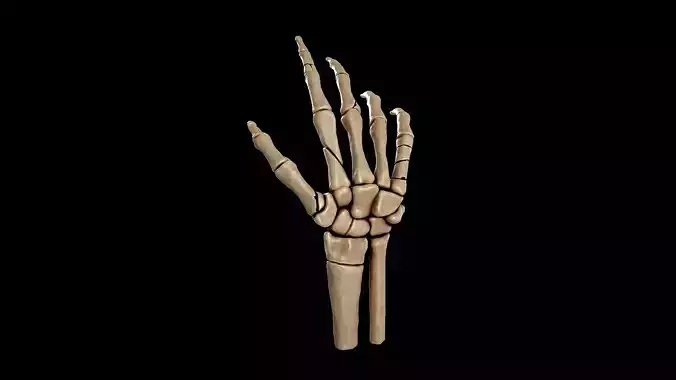 Anatomy of a hand fractures