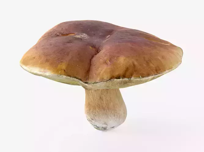 Boletus Edulis 03