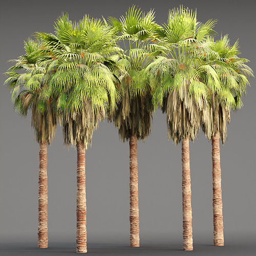 California Palm Collection Vol 285 3D model