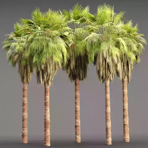 California Palm Collection Vol 285