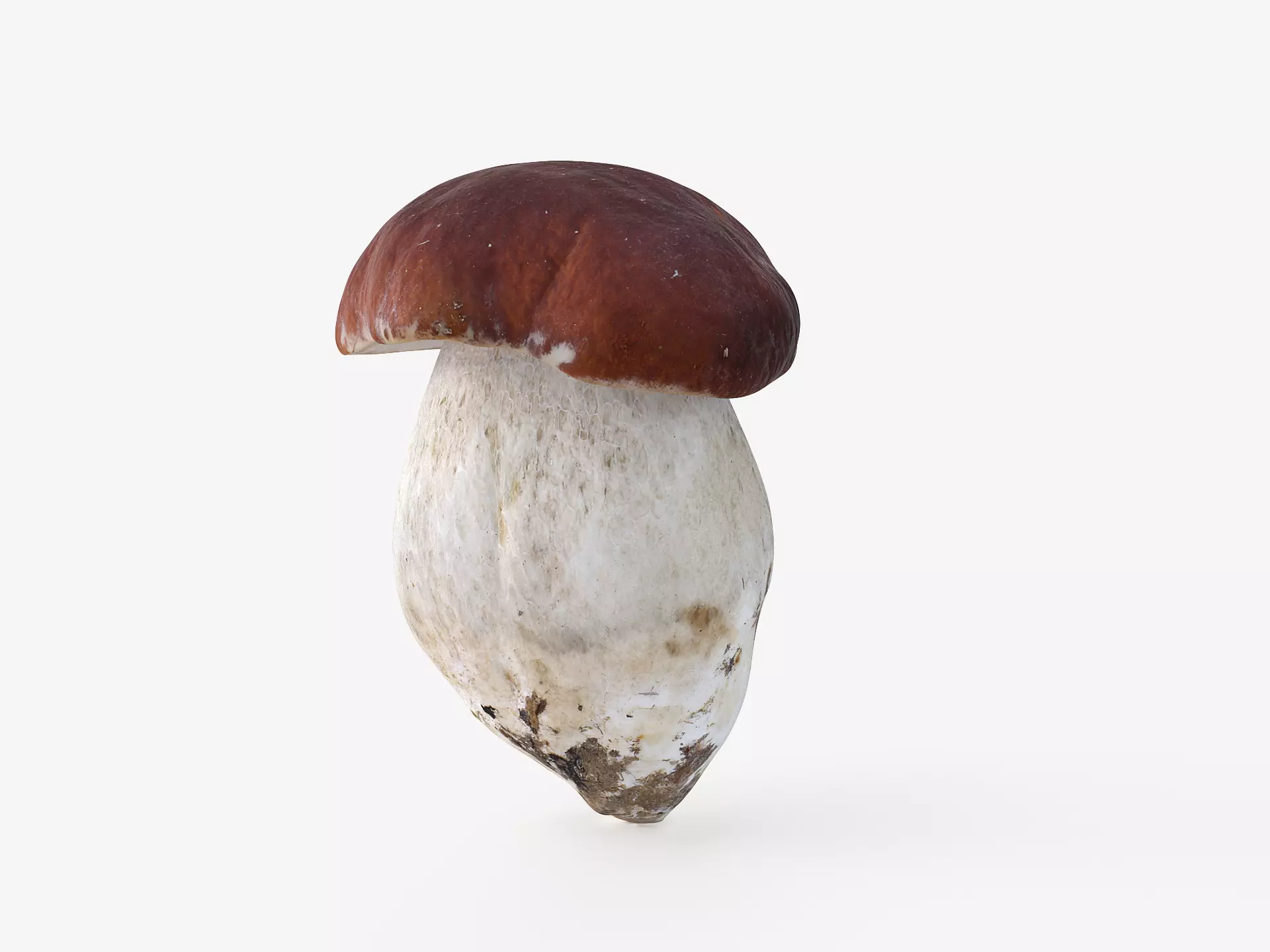 Boletus Edulis 04 Low-poly 3D model