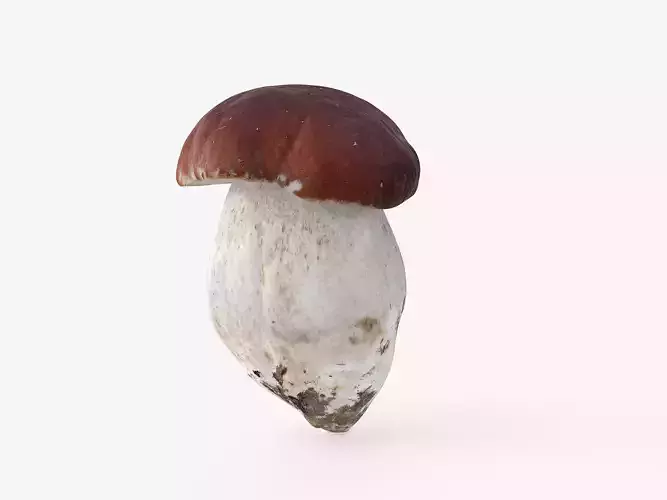 Boletus Edulis 04
