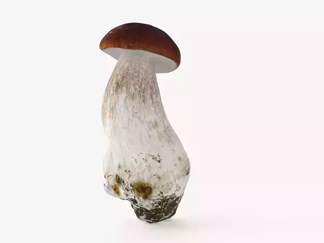 Boletus Edulis 05