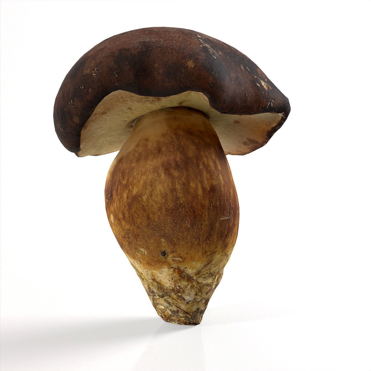 Boletus Badius 01 Low-poly 3D model_7