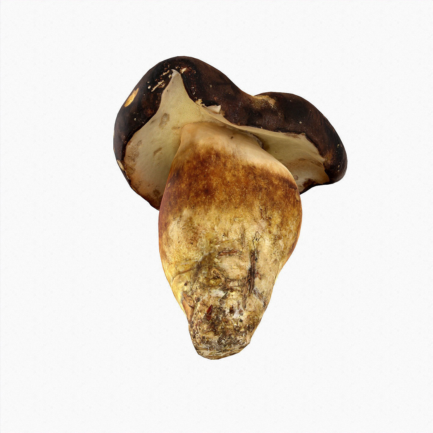 Boletus Badius 01 Low-poly 3D model_8