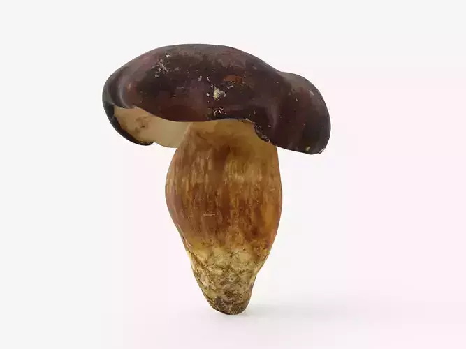 Boletus Badius 01 Low-poly 3D model