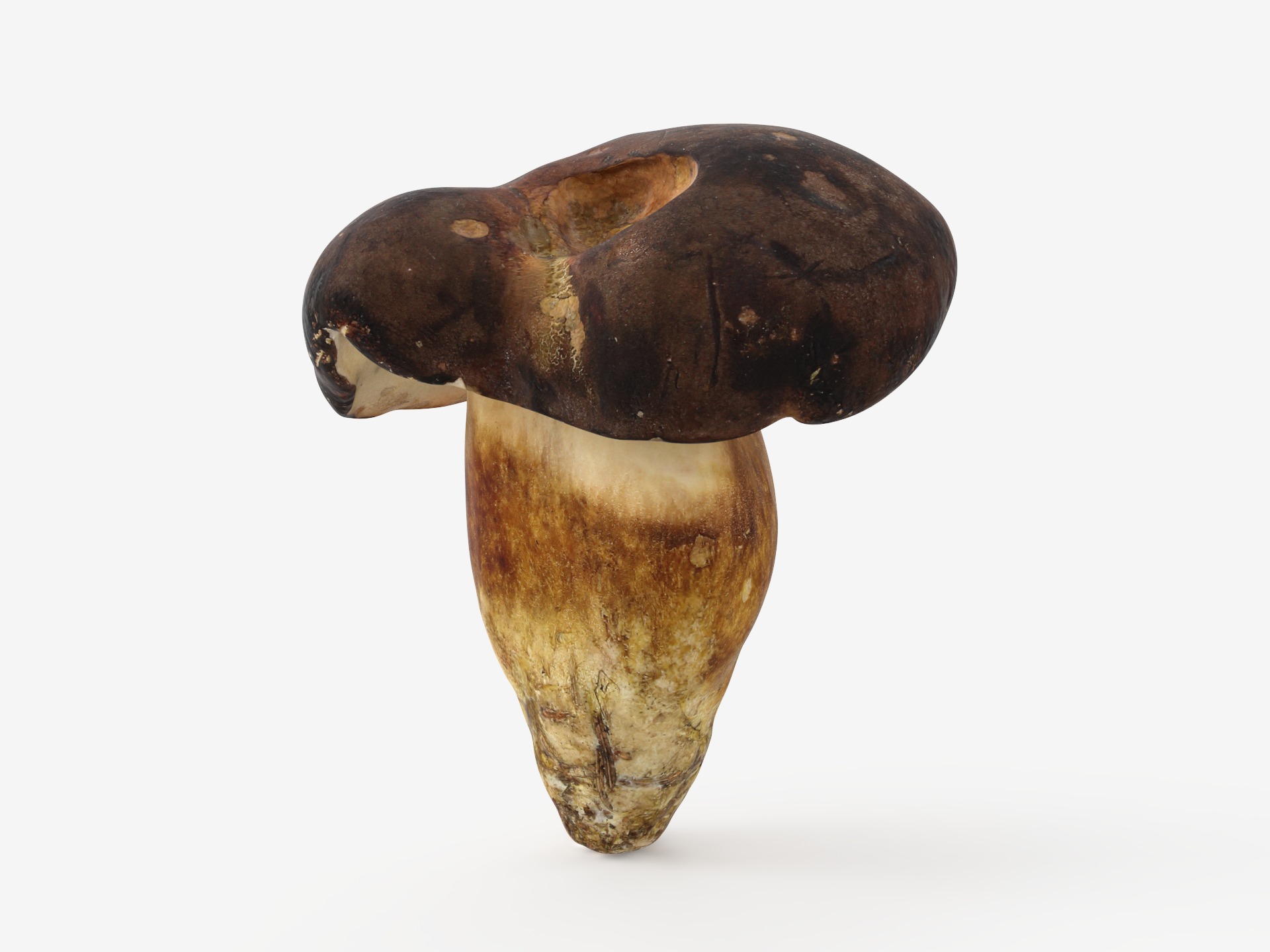 Boletus Badius 01 Low-poly 3D model_3