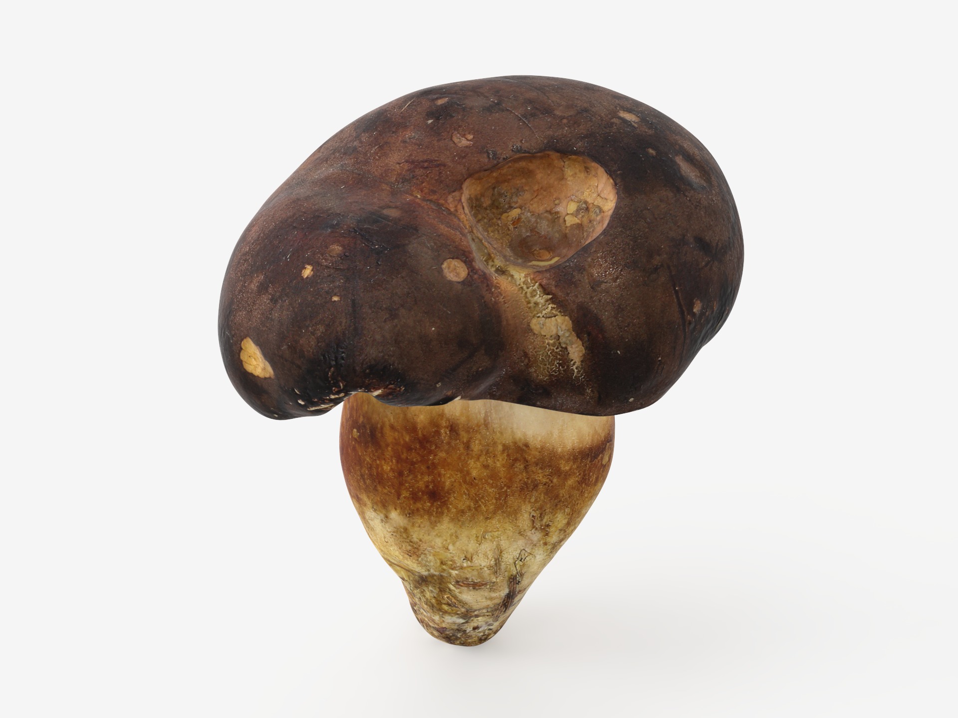 Boletus Badius 01 Low-poly 3D model_5