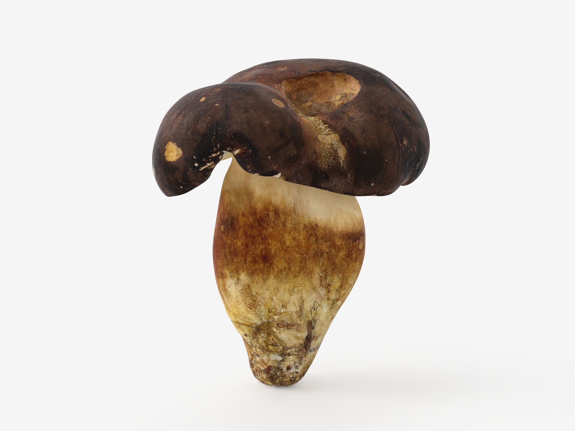 Boletus Badius 01 Low-poly 3D model_4