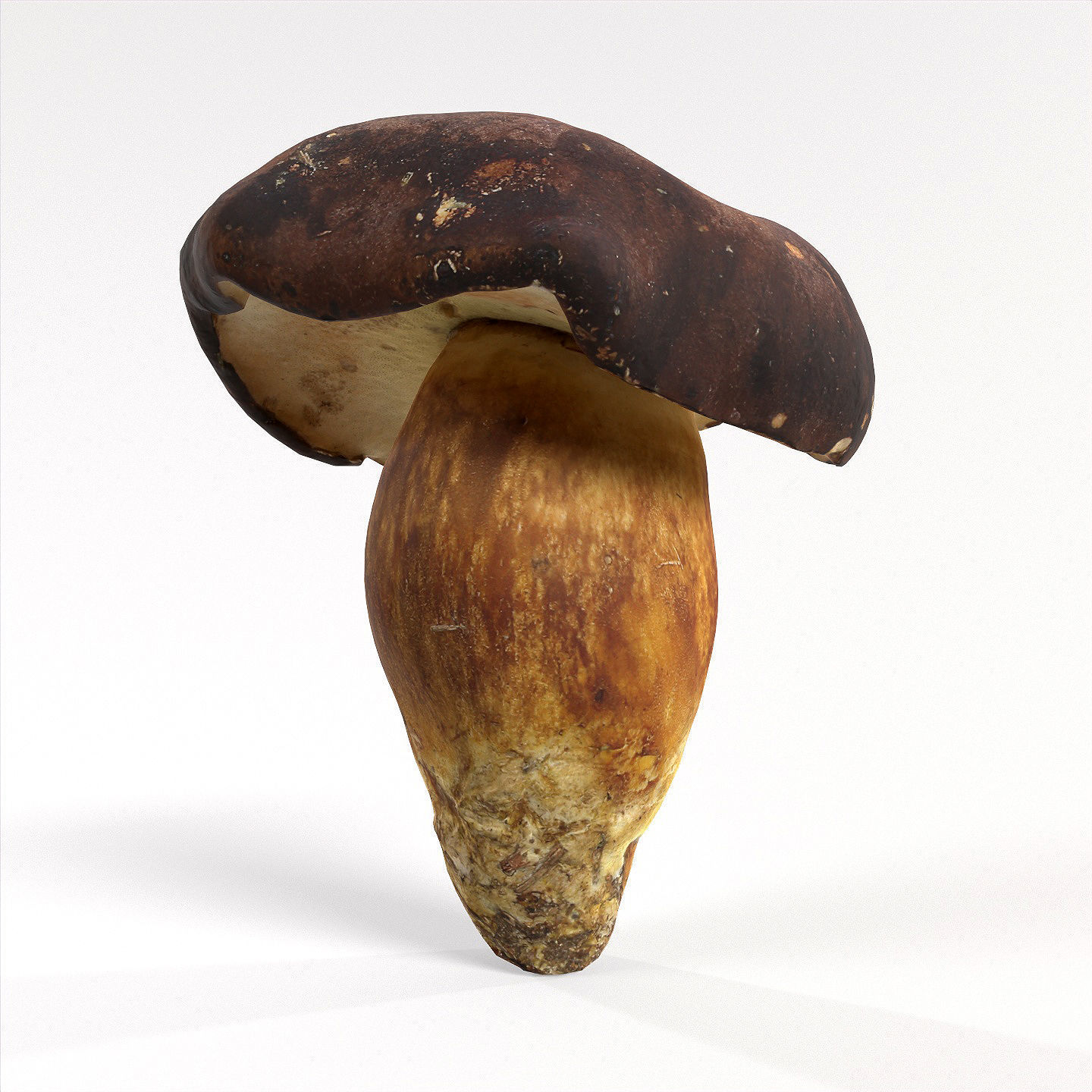 Boletus Badius 01 Low-poly 3D model_6