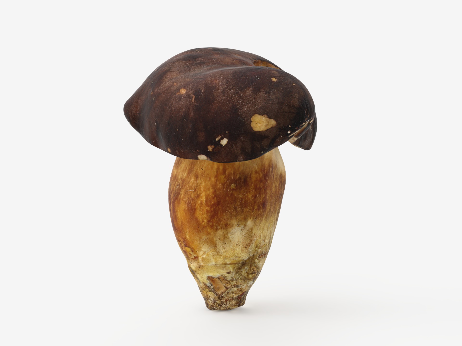 Boletus Badius 01 Low-poly 3D model_2