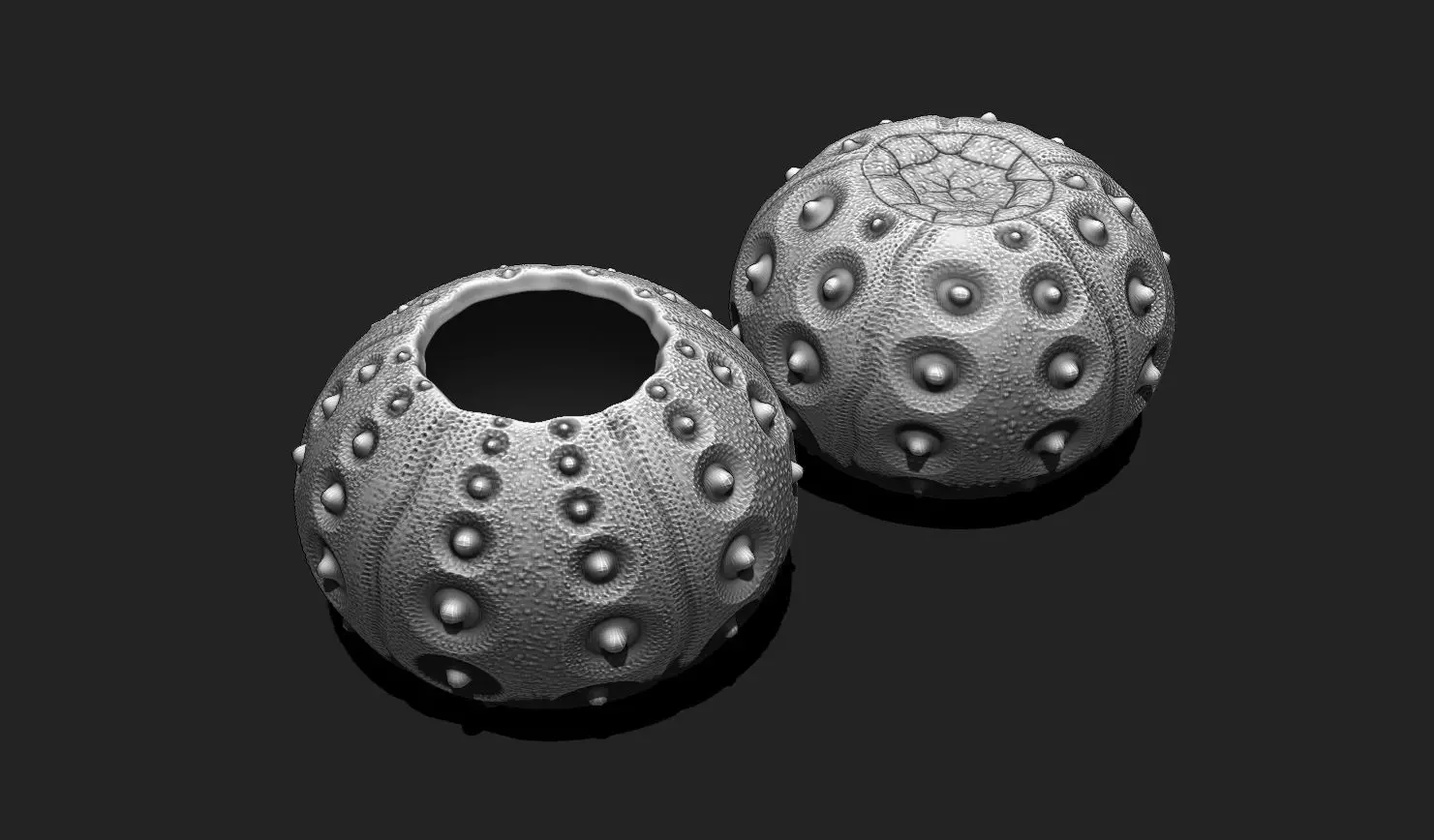 Sea Urchin 02 - STL for 3D Print - Aquarium 3D print model