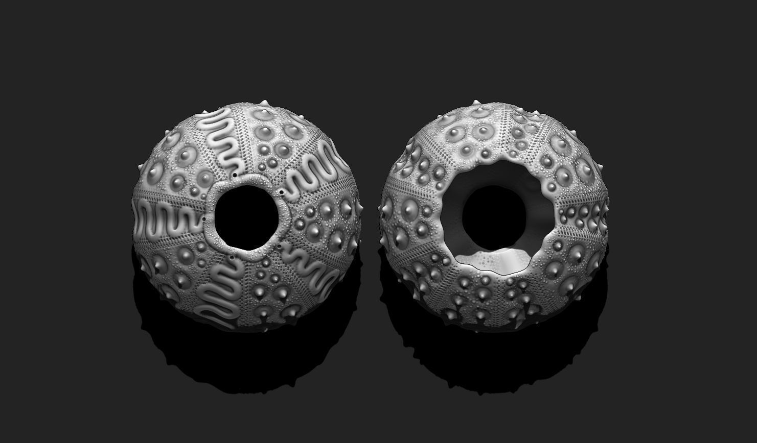 Sea Urchin 03 - STL for 3D Print - Aquarium 3D print model_7