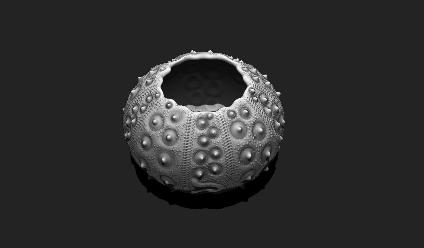 Sea Urchin 03 - STL for 3D Print - Aquarium 3D print model_11