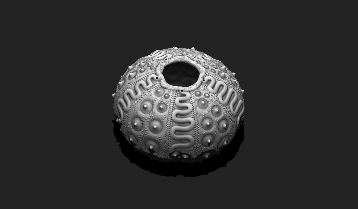 Sea Urchin 03 - STL for 3D Print - Aquarium 3D print model_13
