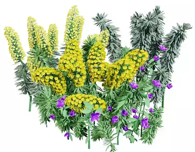 Gopher Spurge 3D Model Low-poly 3D model Gopher Spurge 3D Model Low-poly 3D model