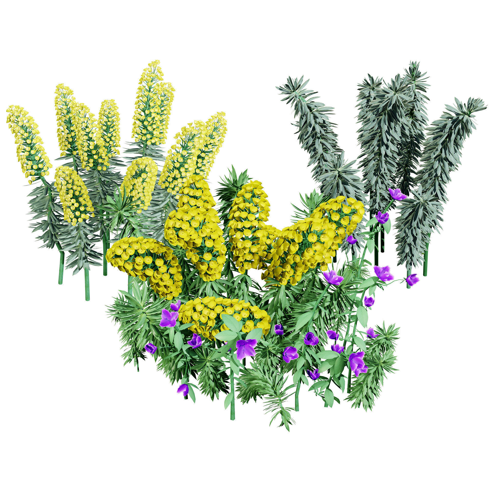 Gopher Spurge 3D Model Low-poly 3D model_3