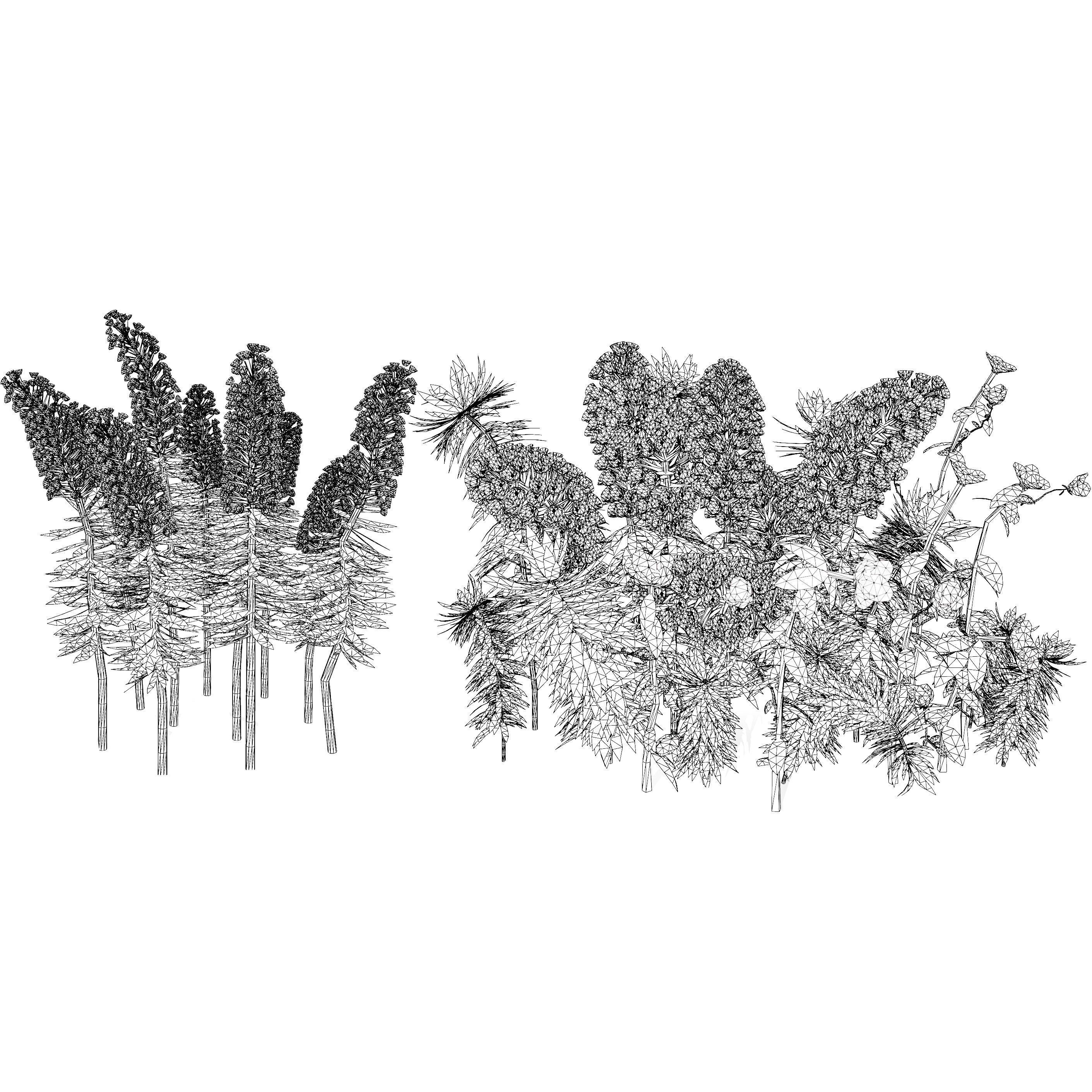 Gopher Spurge 3D Model Low-poly 3D model_13