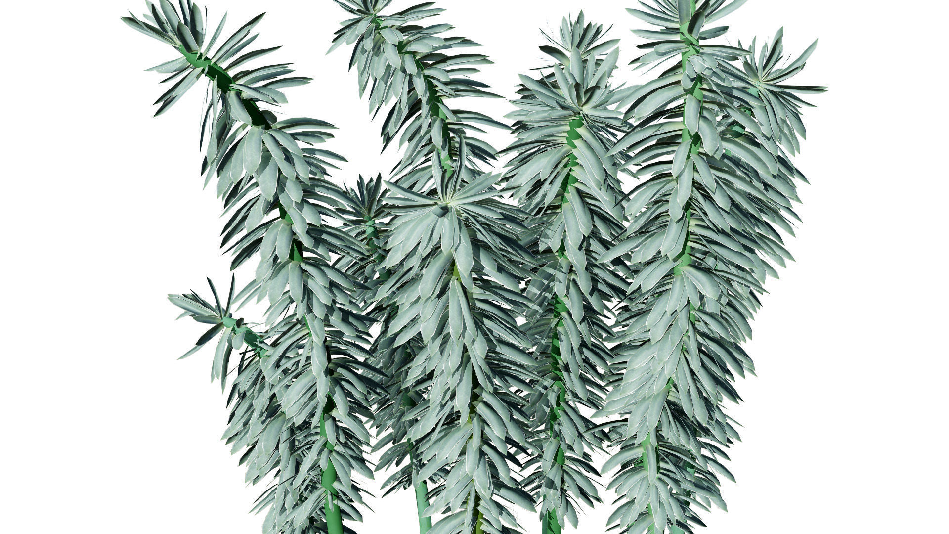 Gopher Spurge 3D Model Low-poly 3D model_4