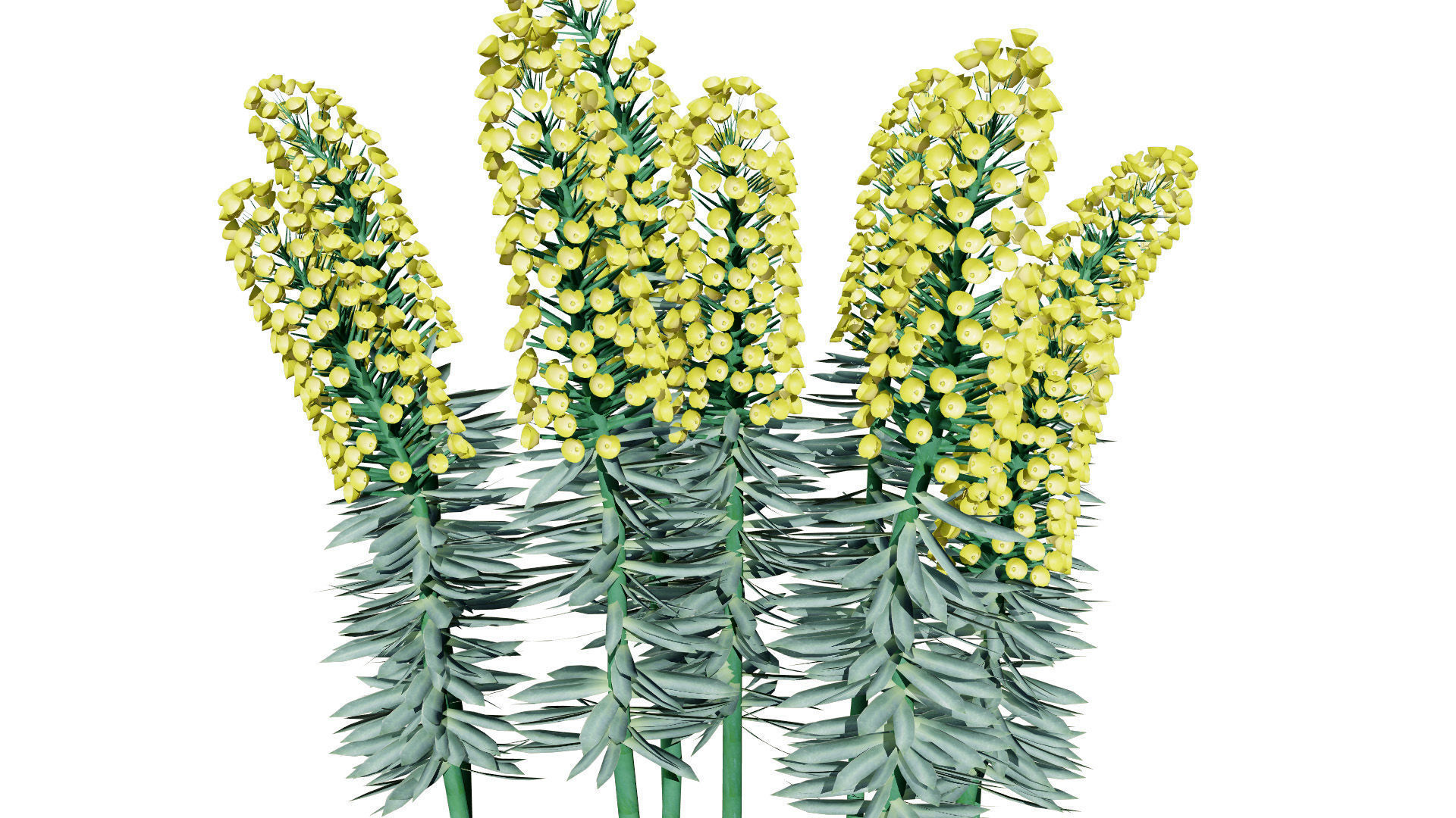 Gopher Spurge 3D Model Low-poly 3D model_5