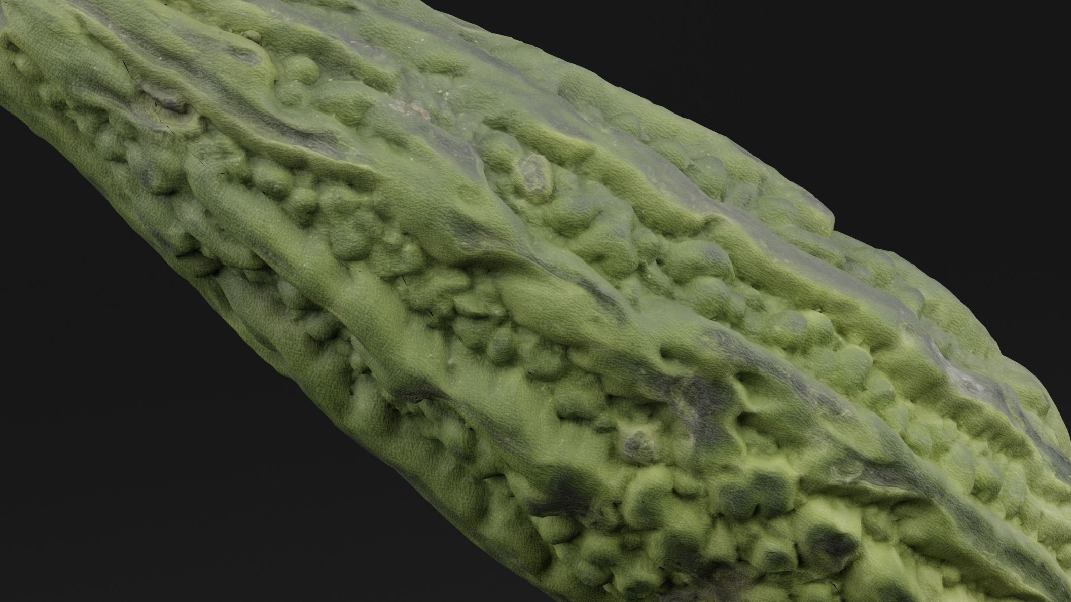 Momordica Charantia 3D model_3