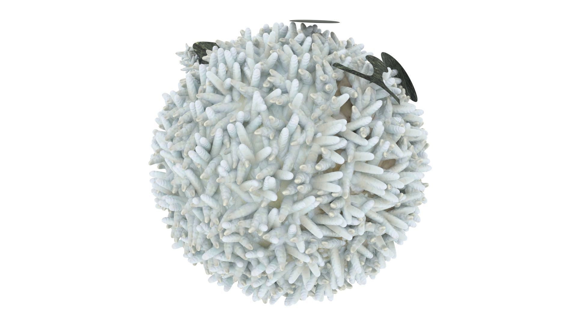 Panda Onigiri 3D model_12