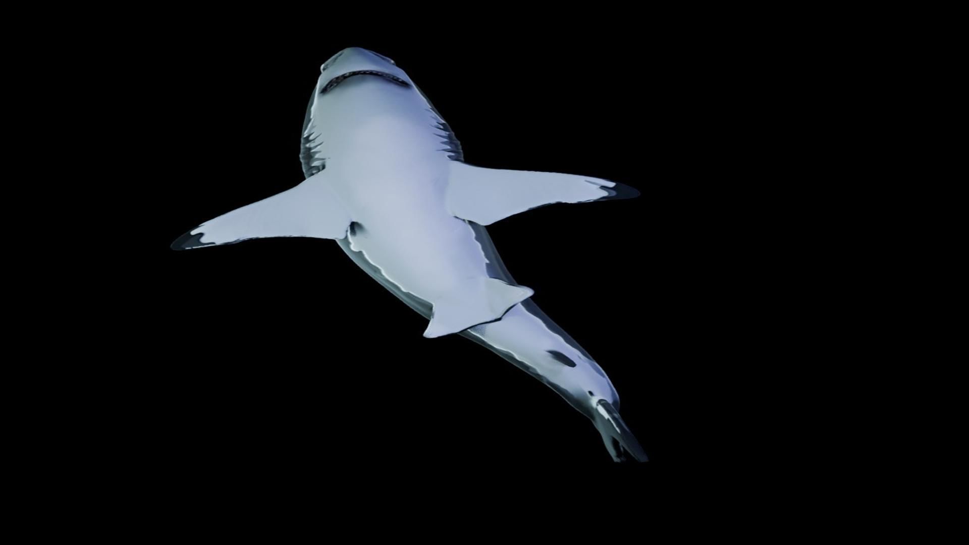 Great White Shark Low-poly 3D model_7