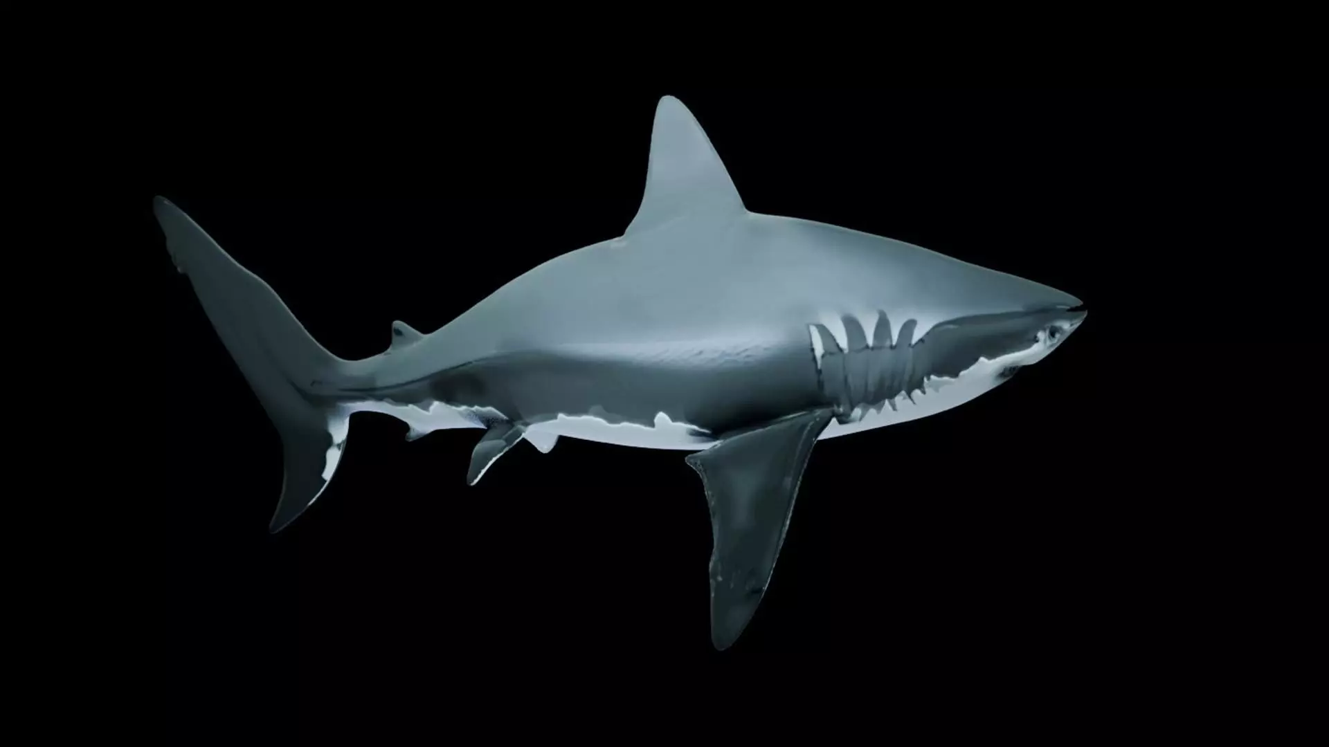 Great White Shark Low-poly 3D model_0