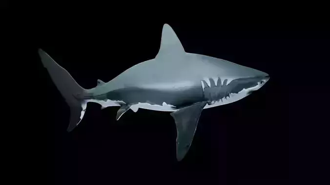 Great White Shark