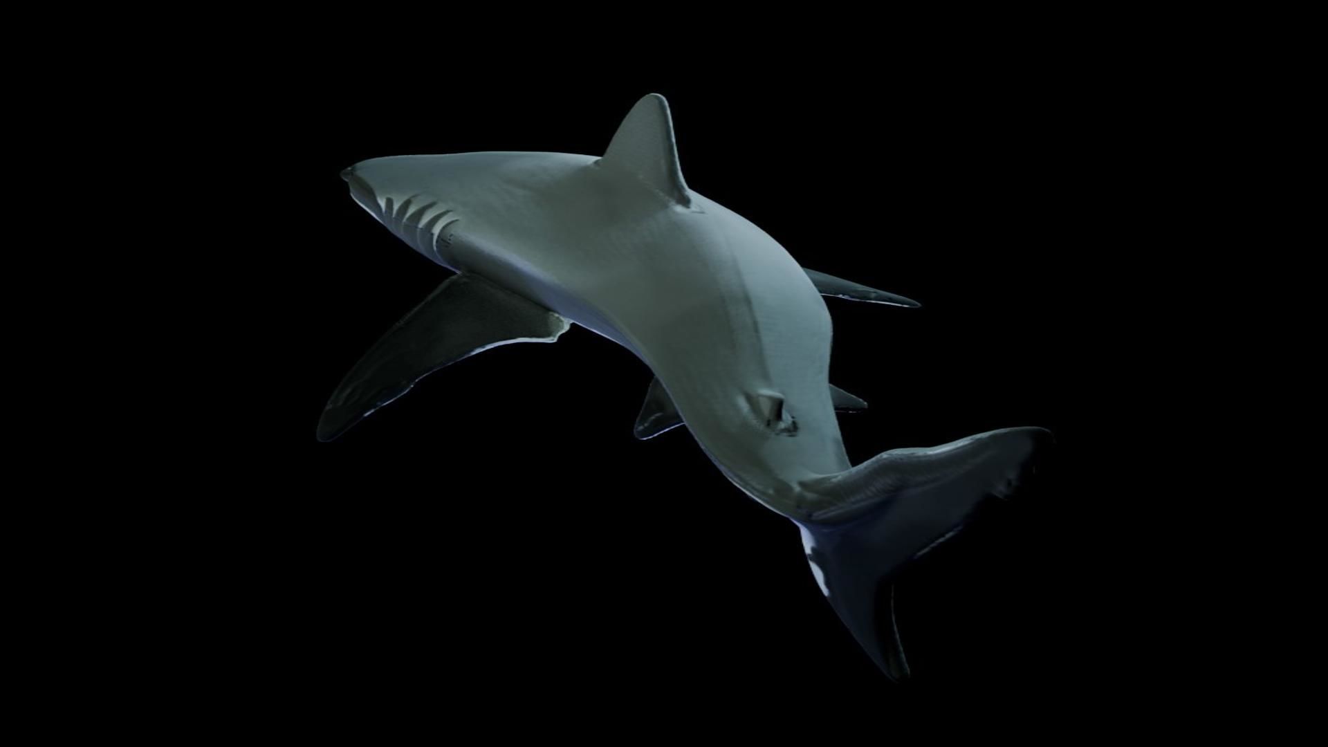 Great White Shark Low-poly 3D model_6