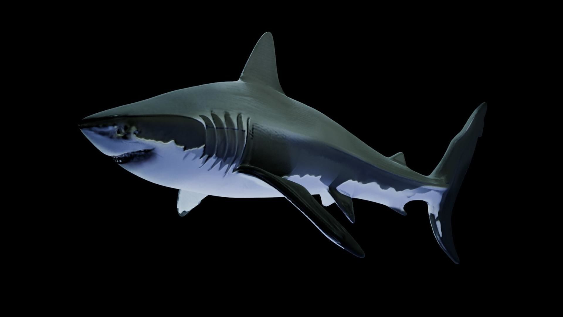 Great White Shark Low-poly 3D model_2