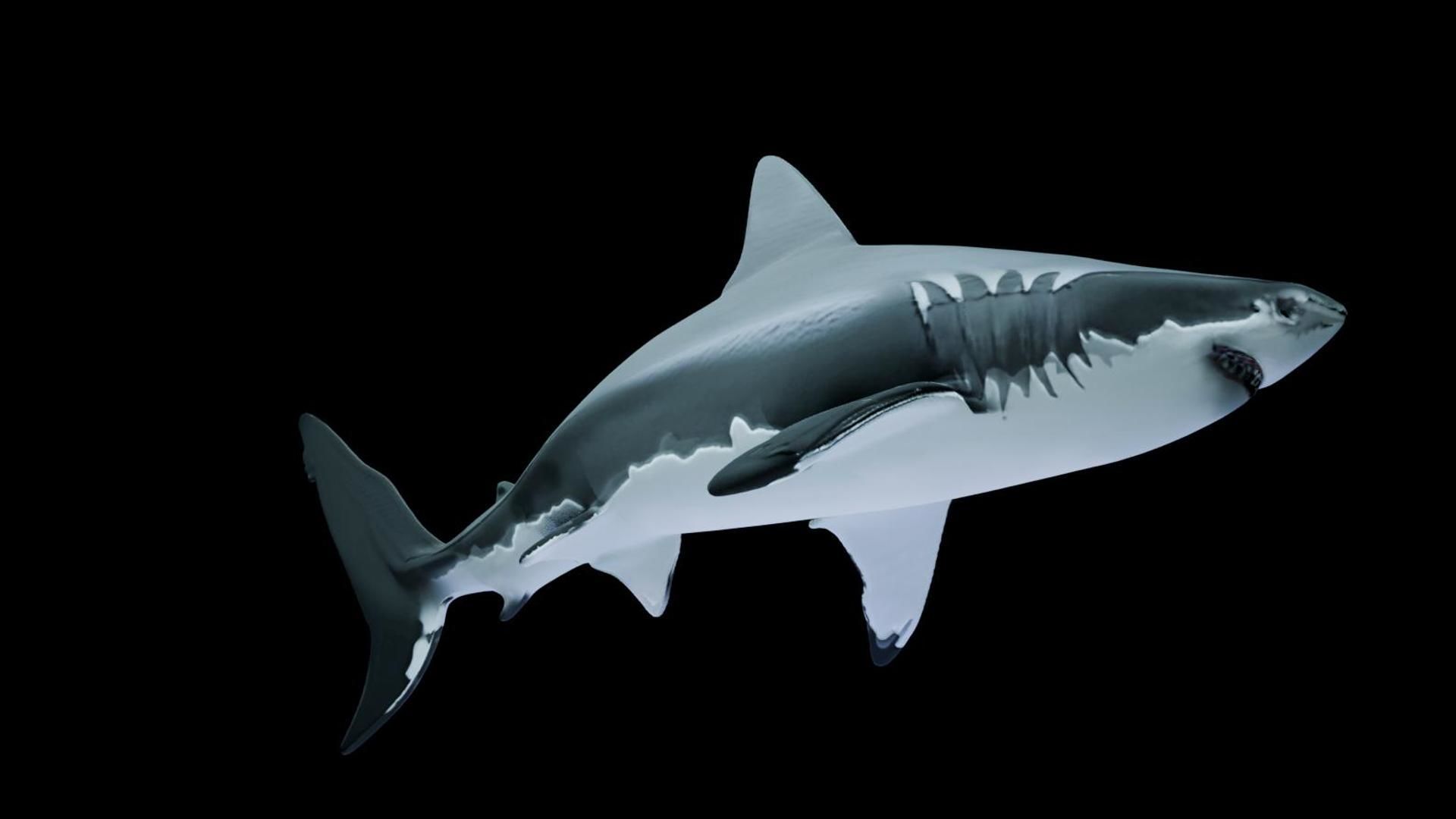Great White Shark Low-poly 3D model_4