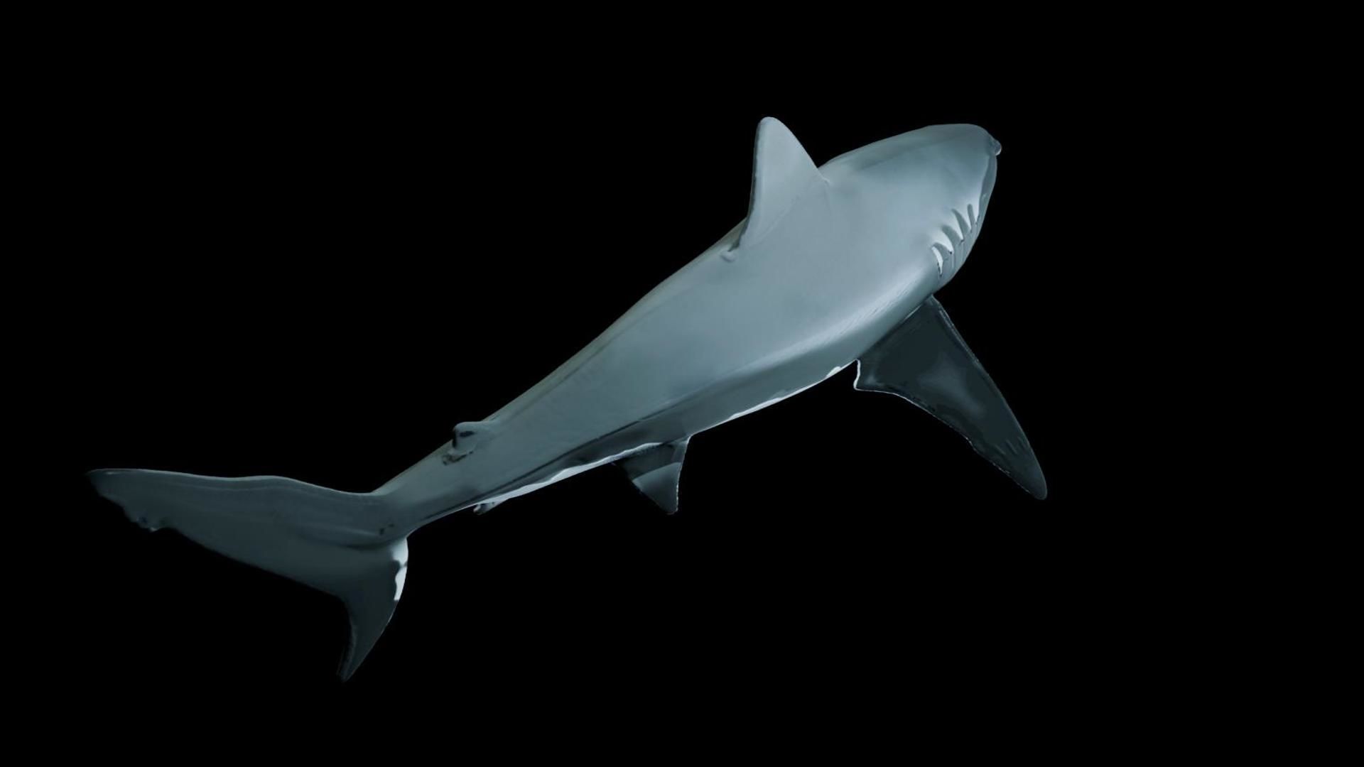 Great White Shark Low-poly 3D model_5