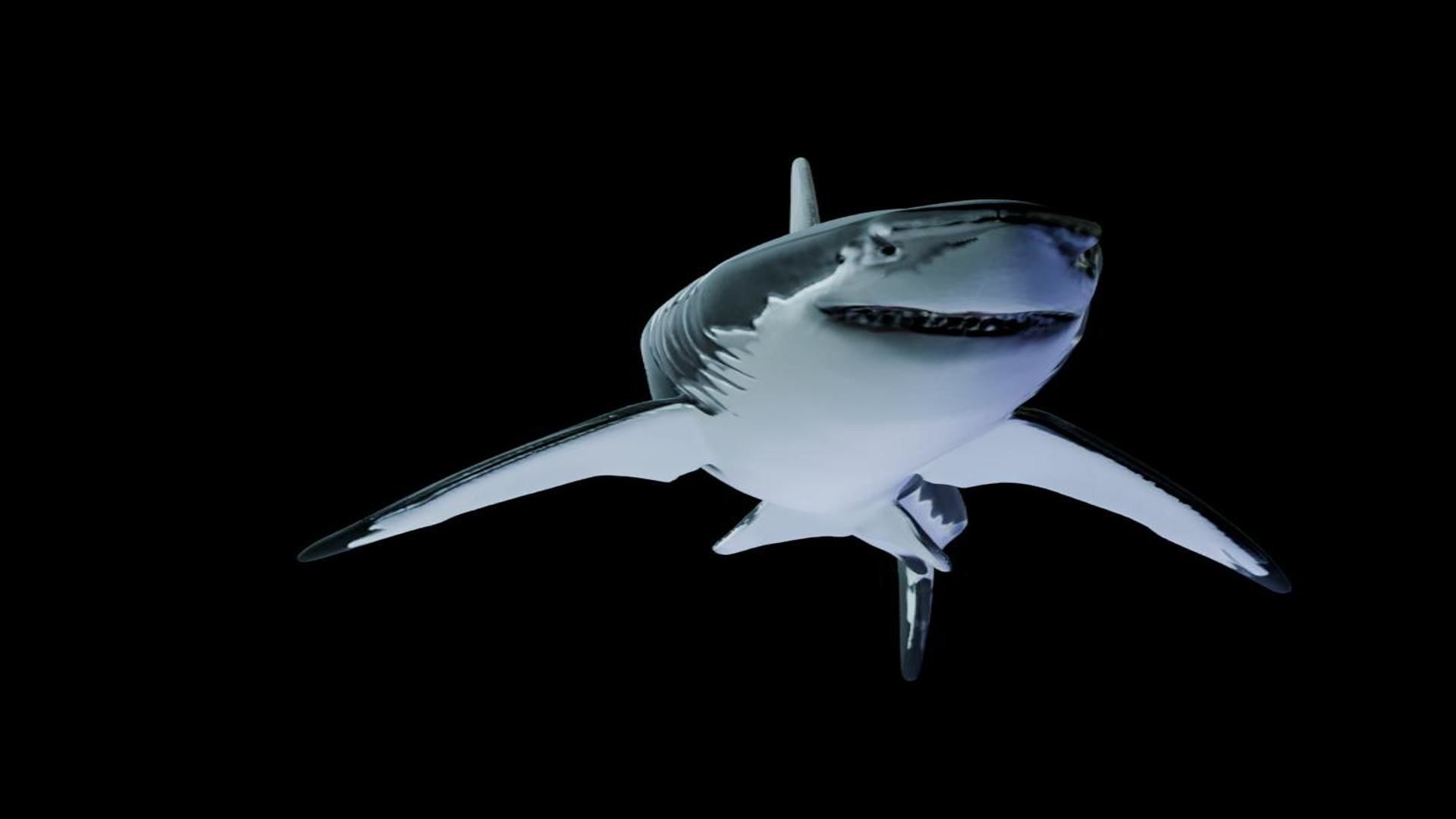 Great White Shark Low-poly 3D model_3