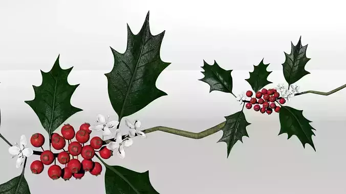 Holly