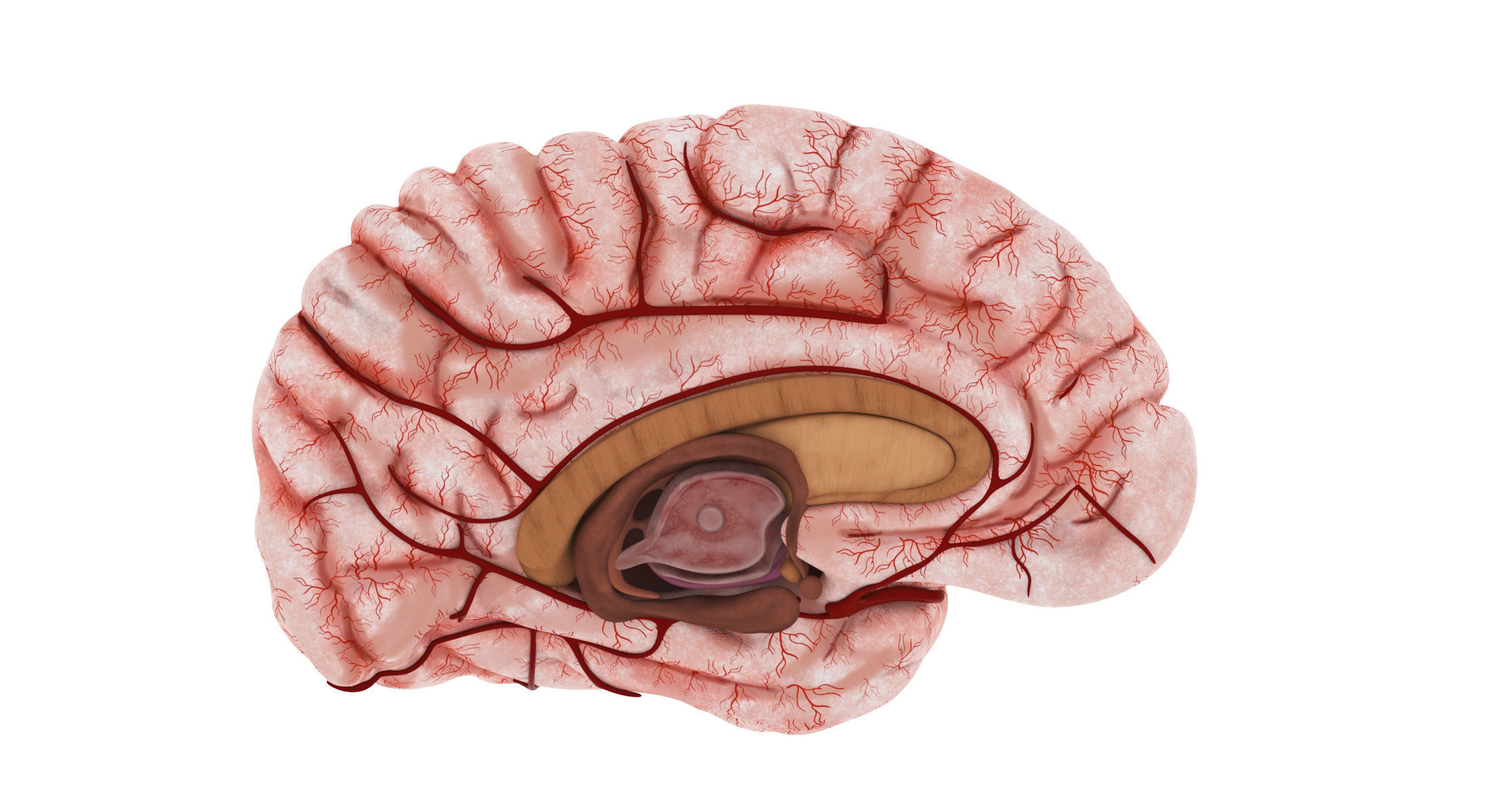 Human Brain 3D model_7