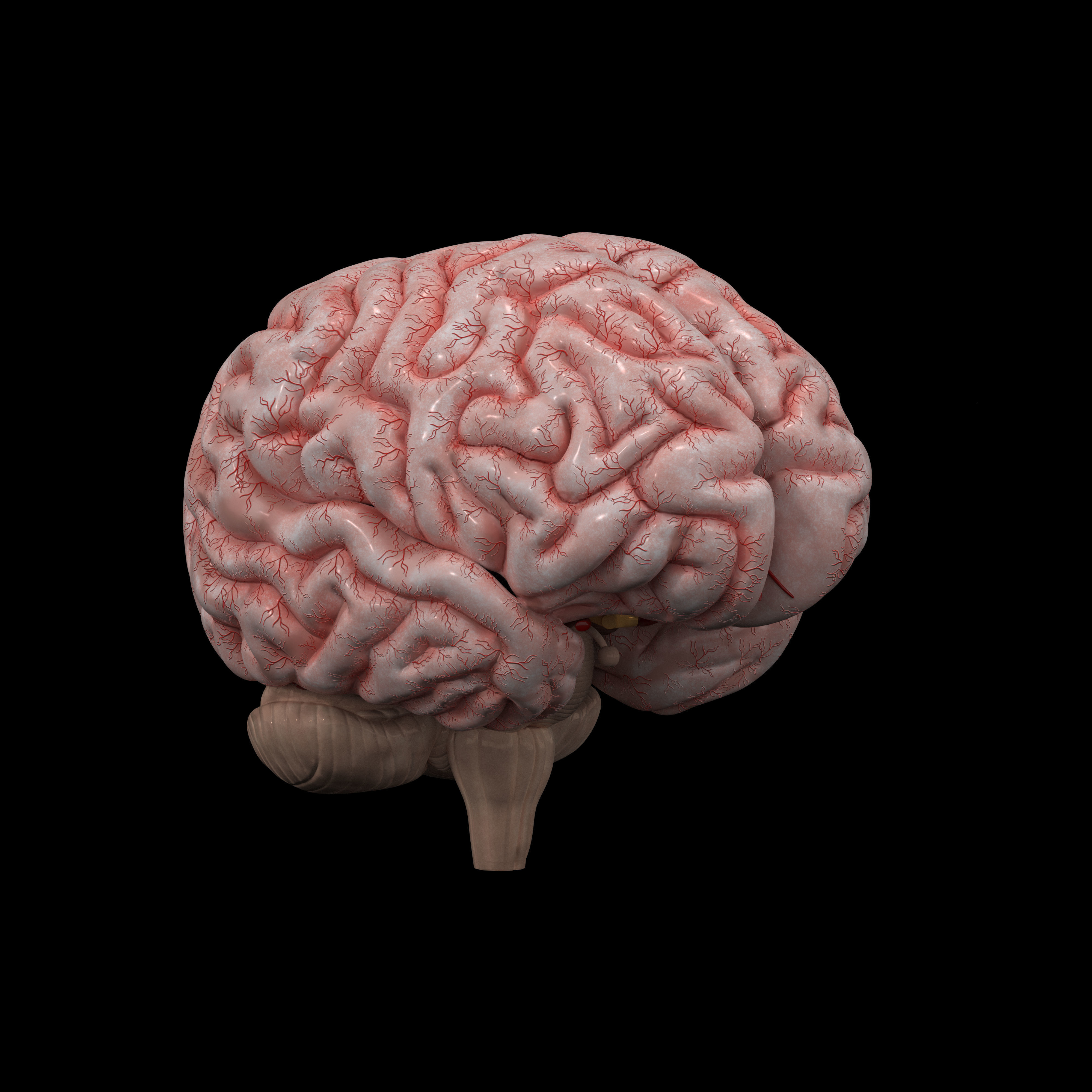 Human Brain 3D model_9