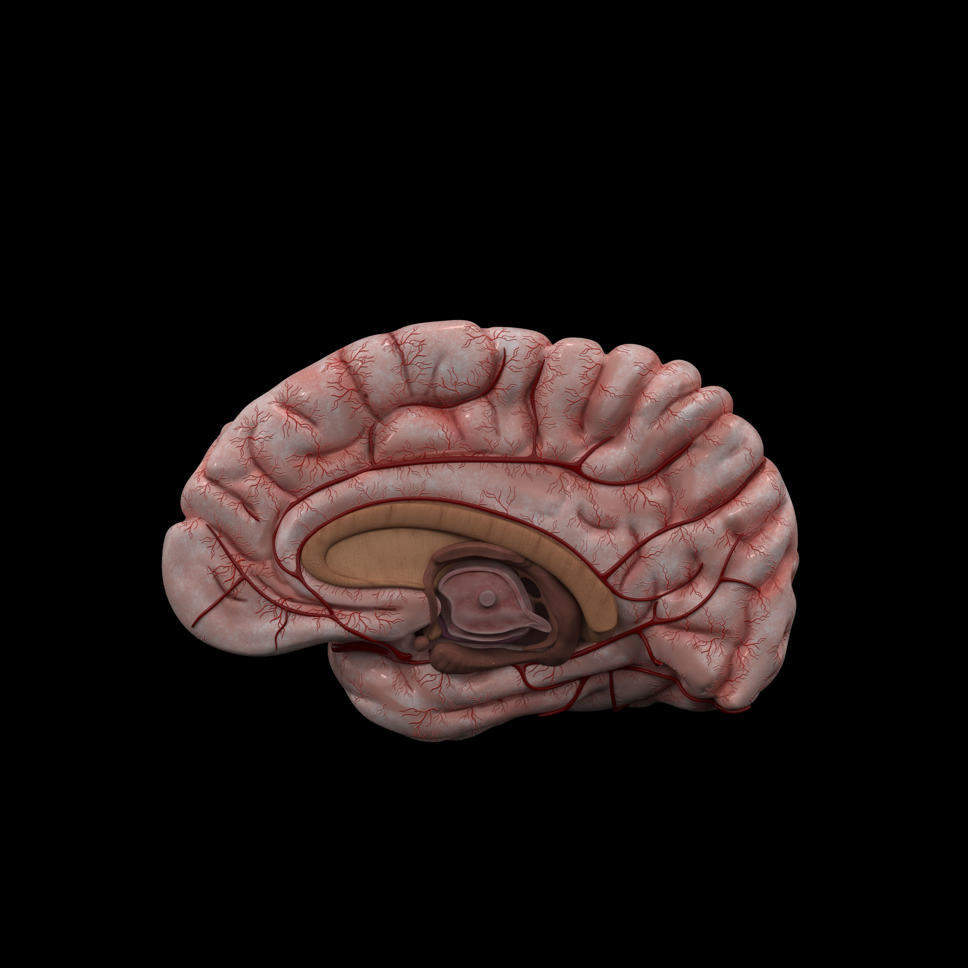 Human Brain 3D model_10