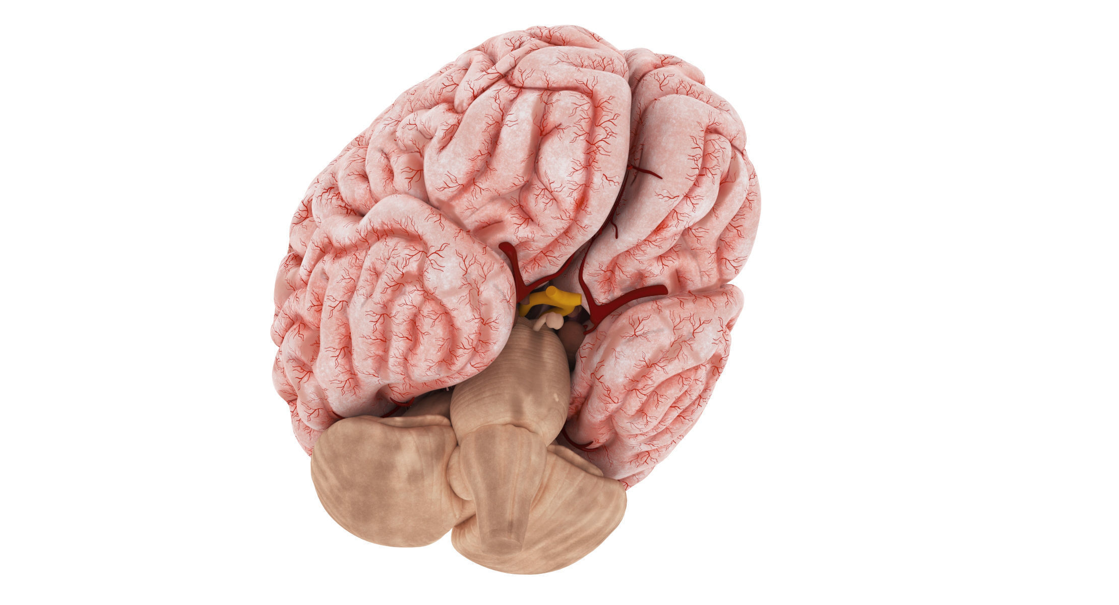 Human Brain 3D model_3