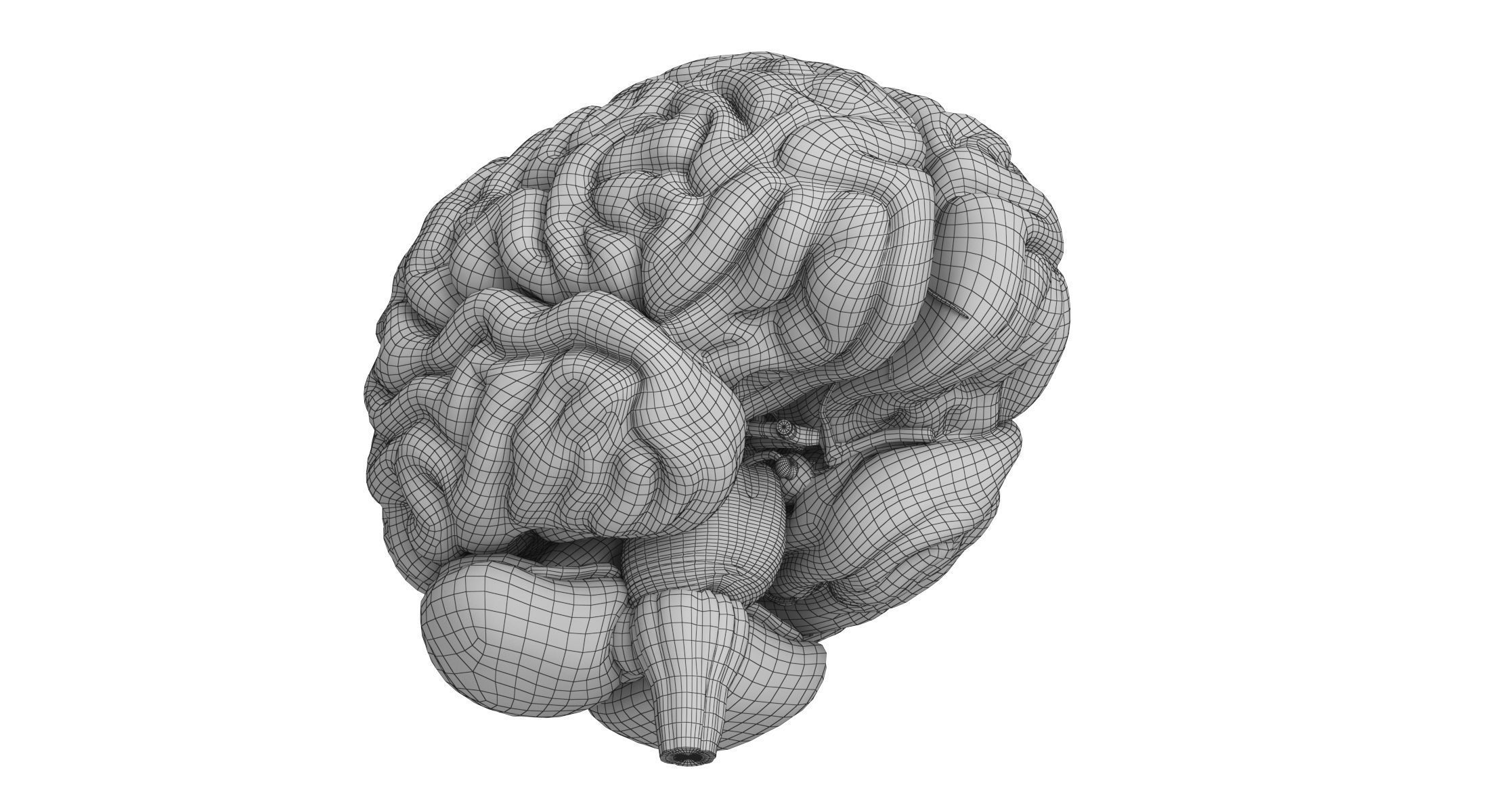 Human Brain 3D model_14