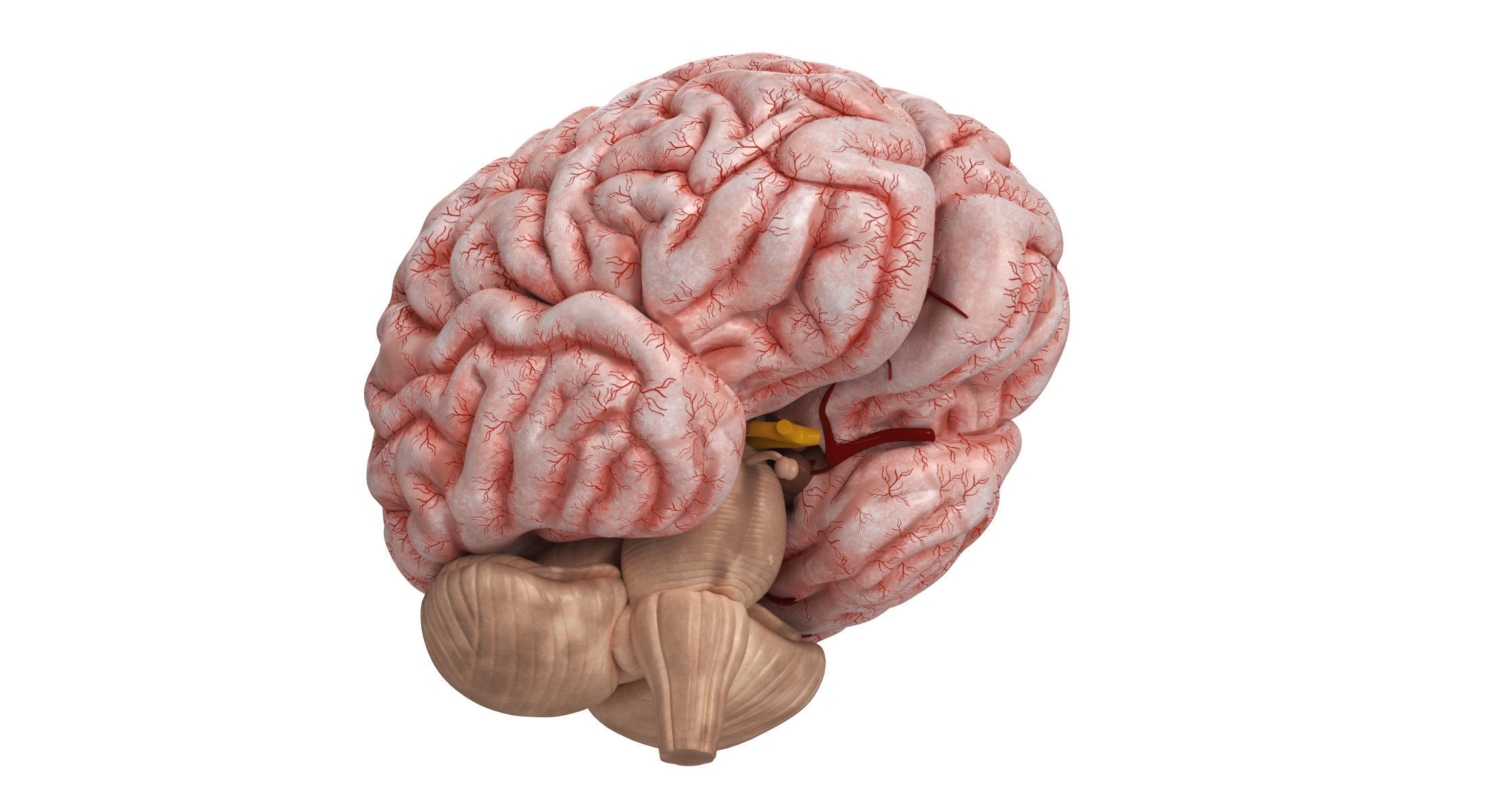 Human Brain 3D model_6