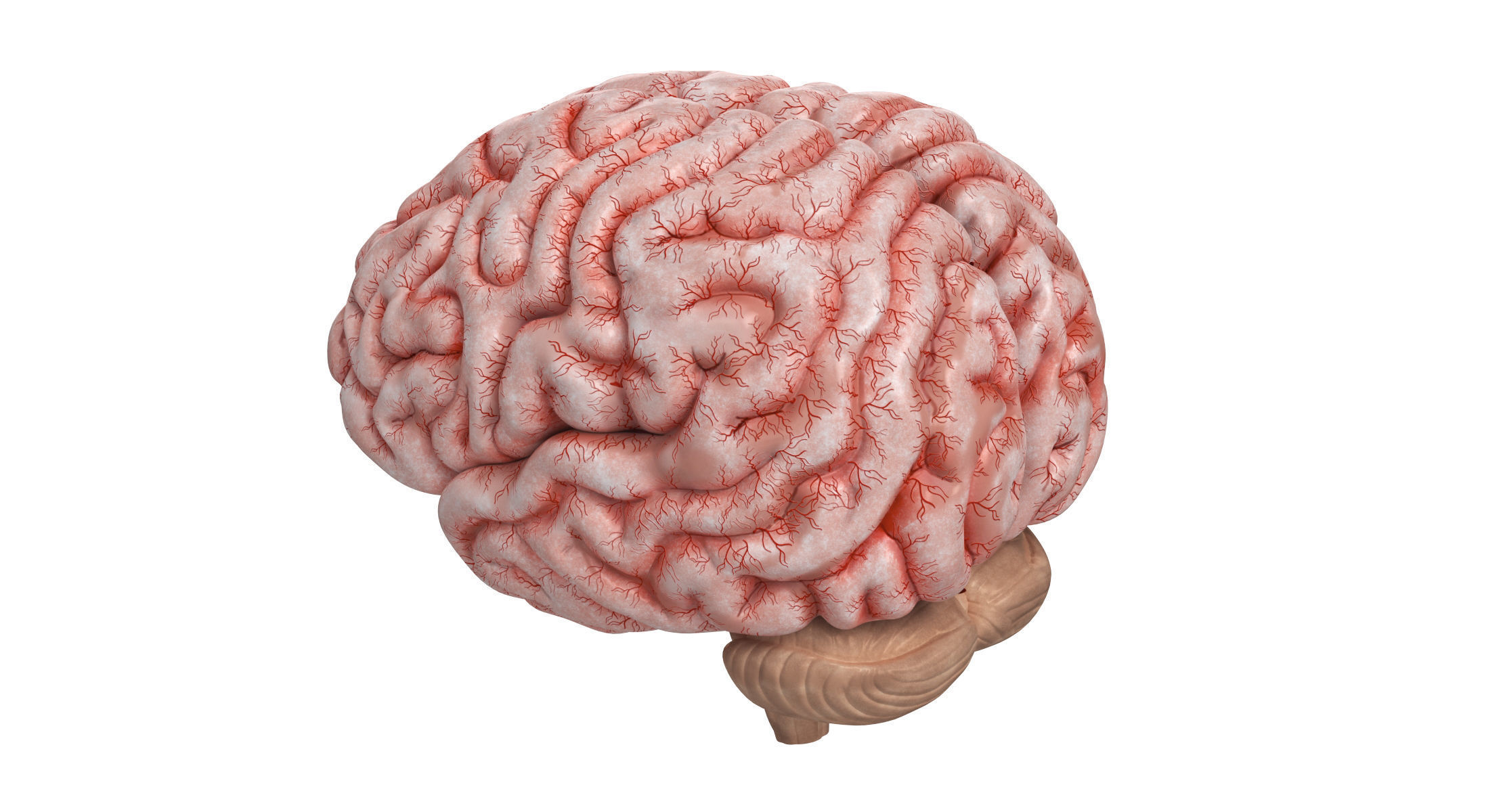 Human Brain 3D model_8