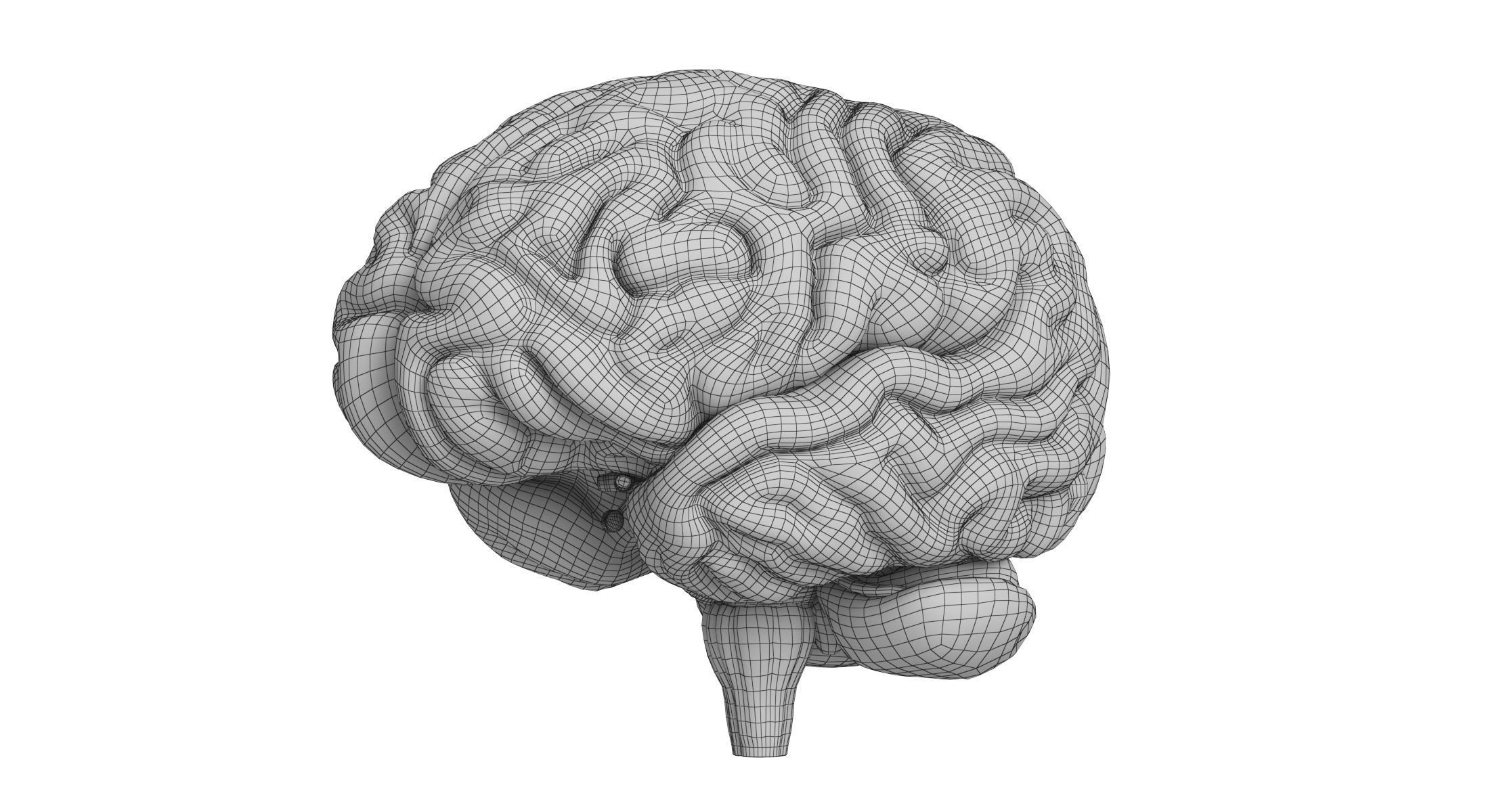 Human Brain 3D model_12