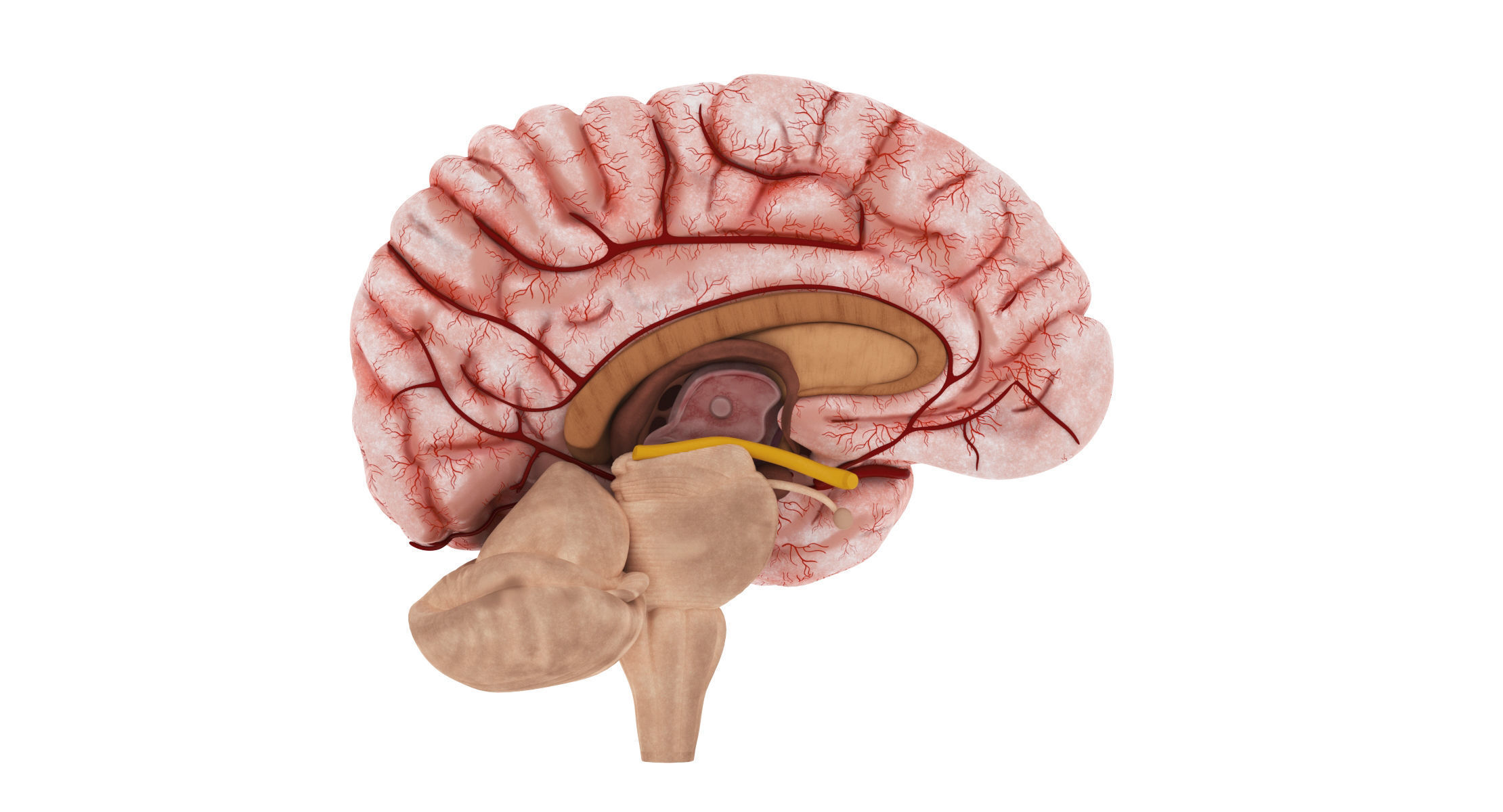 Human Brain 3D model_4