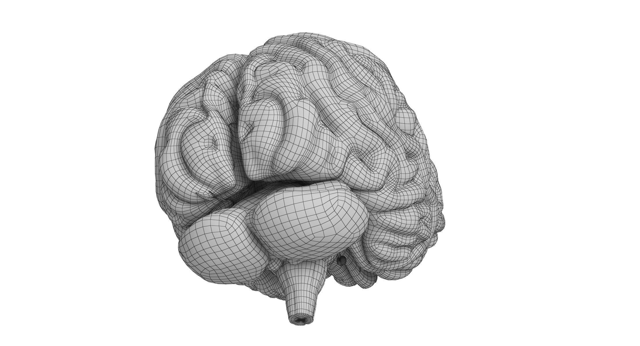Human Brain 3D model_15