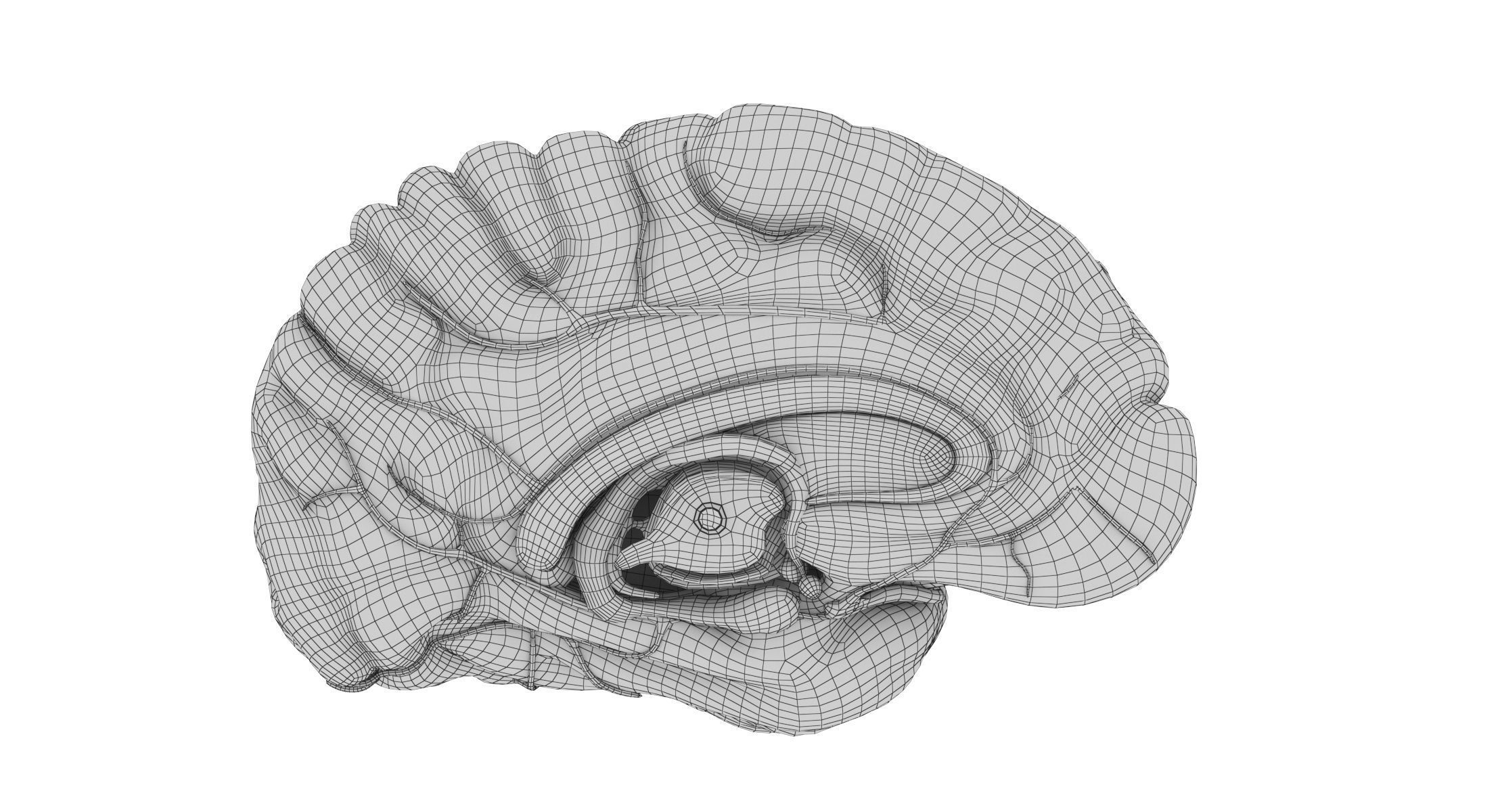 Human Brain 3D model_16