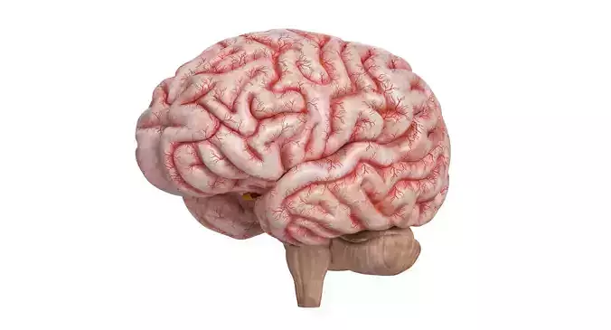Human Brain 3D model