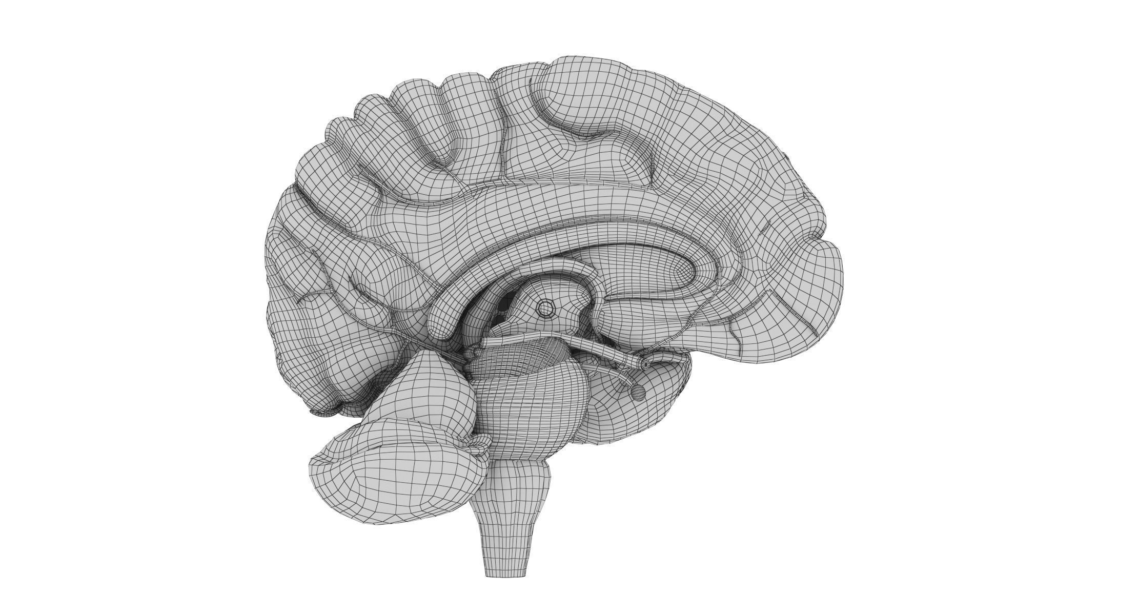 Human Brain 3D model_17