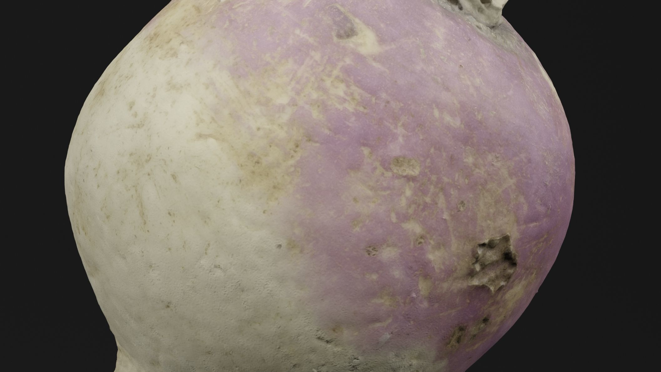 Turnip Vegetable 3D model_2